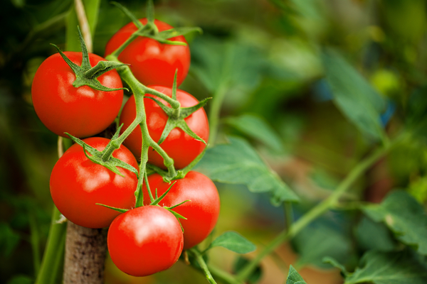 This image has an empty alt attribute; its file name is Tomatoes-1.png