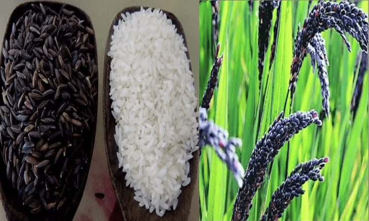 कालानमक चावल