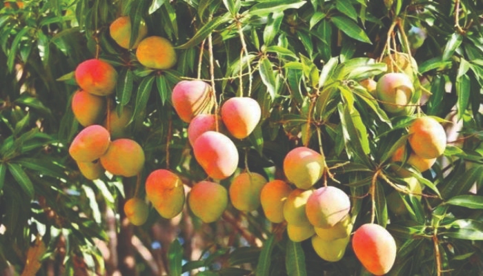 mango-cultivation