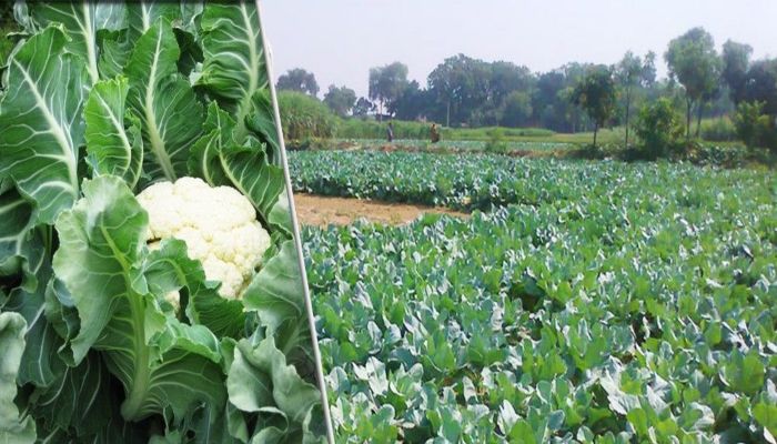 cauliflower-cultivation 