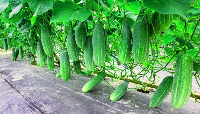 farming-cucumber