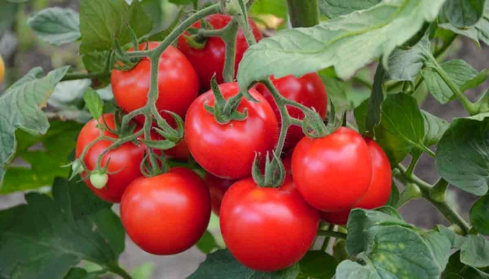 farming-tomato