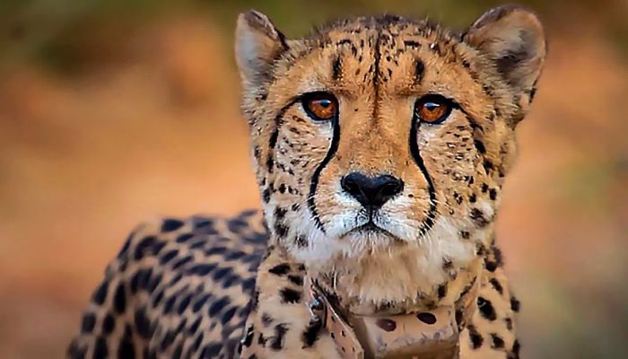 
mp-kuno-national-park-leopard