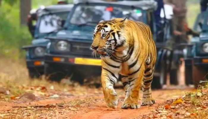 Rajasthan- Dholpur-Karauli Tiger Reserve