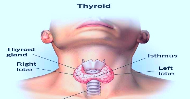 thyroid 